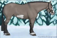 Horse Color:Grullo Frame