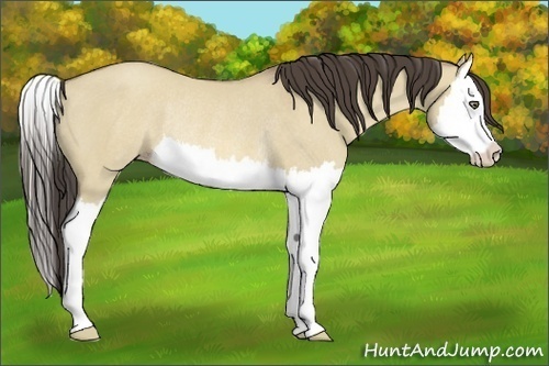 Horse Color:Sable Cream Champagne Dun Splash Rabicano