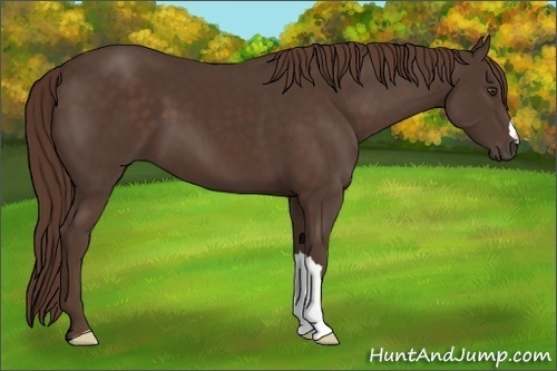 Horse Color:Liver Chestnut 