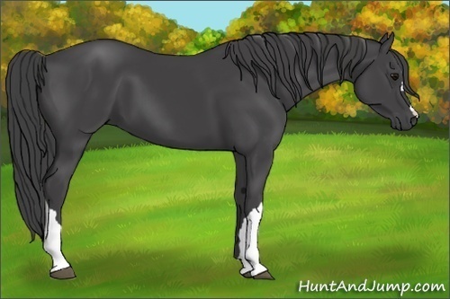 Horse Color:Smoky Black