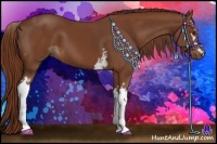 Horse Color:White Spotted Chestnut 