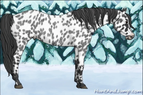 Horse Color:Blue Roan Appaloosa