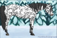 Horse Color:Blue Roan Appaloosa