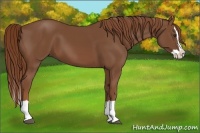 Horse Color:Chestnut Splash