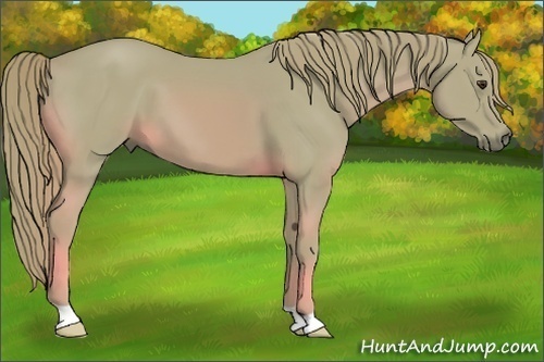 Horse Color:Watercolor Chestnut 