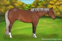 Horse Color:Silver Bay 