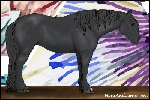 Horse Color:Black 