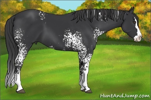 Horse Color:White Spotted Black Splash