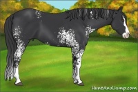 Horse Color:White Spotted Black Splash