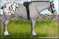 Horse Color:Liver Chestnut Sabino Appaloosa 