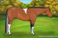 Horse Color:Bay Tobiano 