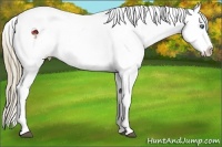 Horse Color:Liver Red Roan Pearl Sabino Splash Appaloosa Rabicano 