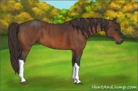 Horse Color:Bay  Brindle