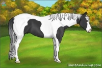 Horse Color:Black Splash Tobiano 