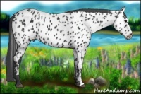 Horse Color:Black Appaloosa