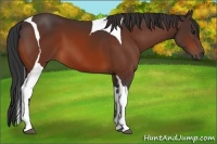 Horse Color:Bay Tobiano 