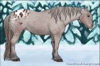 Horse Color:Bay Appaloosa 