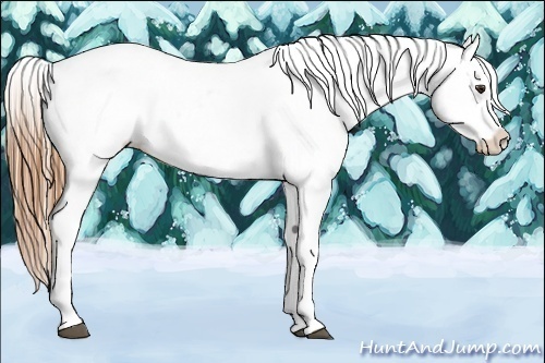 Horse Color:Chestnut Appaloosa