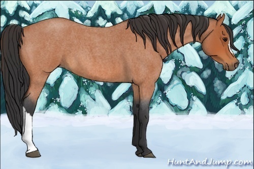 Horse Color:Bay Roan 