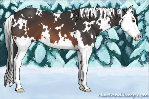Horse Color:White Spotted Brown Splash 