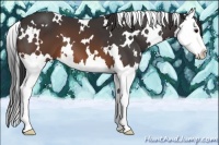 Horse Color:White Spotted Brown Splash