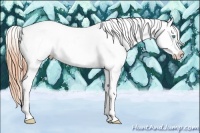 Horse Color:Buckskin Pearl Dun Splash Appaloosa 