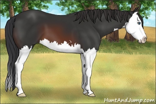 Horse Color:Brown Sabino Splash