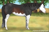 Horse Color:Brown Sabino Splash 