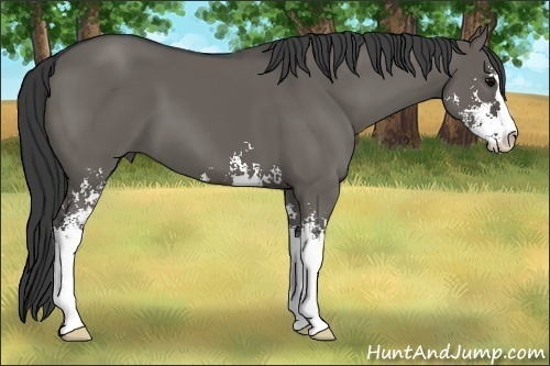 Horse Color:Grullo Sabino 