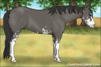 Horse Color:Grullo Sabino 