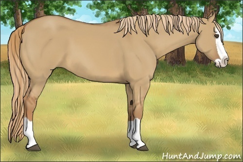 Horse Color:Red Dun Splash 