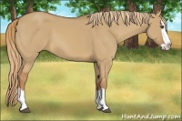 Horse Color:Red Dun Splash