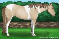 Horse Color:Grullo Pearl Tobiano 