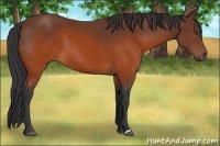 Horse Color:Brown 