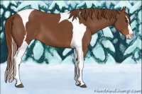 Horse Color:Chestnut Splash Tobiano 