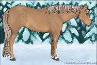 Horse Color:Palomino 
