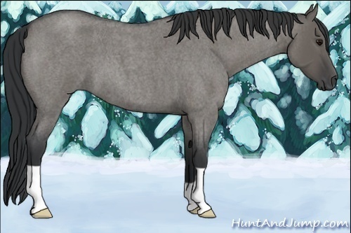 Horse Color:Grullo Roan 