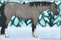 Horse Color:Grullo Roan 