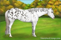 Horse Color:Grullo Appaloosa Rabicano 