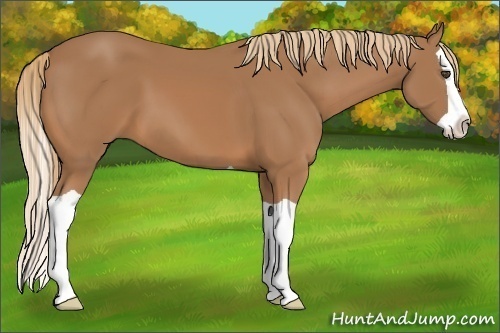 Horse Color:Chestnut Splash