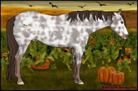 Horse Color:Liver Red Ice Roan 