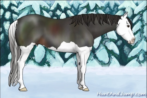 Horse Color:Liver Chestnut Splash 