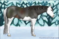 Horse Color:Liver Chestnut Splash 