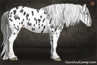 Horse Color:Liver Chestnut Near Leopard 