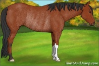 Horse Color:Bay Rabicano 
