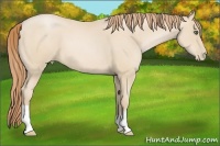 Horse Color:Smoky Black Pearl