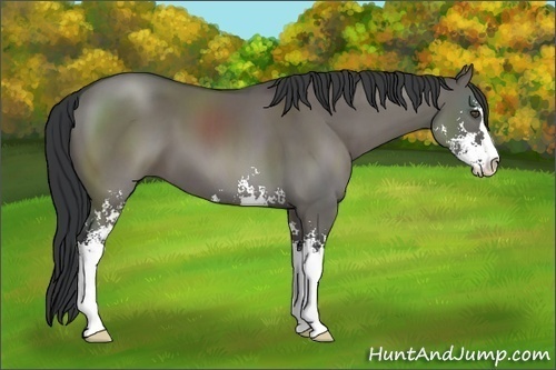 Horse Color:Grullo Sabino
