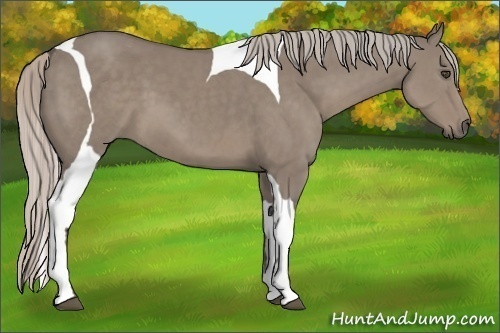 Horse Color:Silver Grullo Tobiano 
