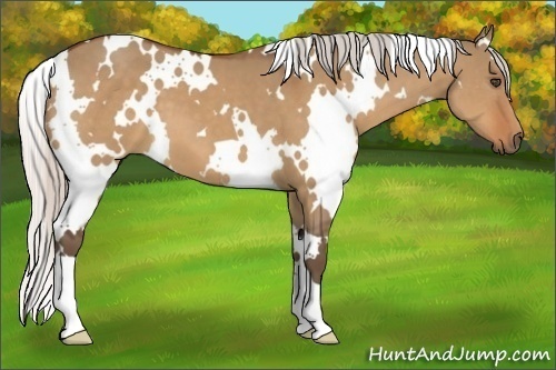 Horse Color:White Spotted Silver Bay Dun