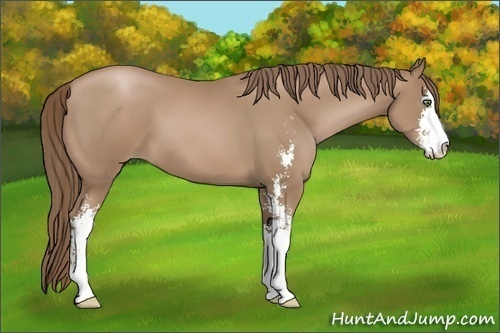 Horse Color:Black Pearl Sabino 